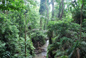 Affenwald in der Nähe von Ubud