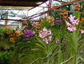Orchideenfarm Moalboal