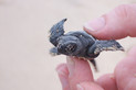 Mini Schildkröte kurz nach dem schlüpfen