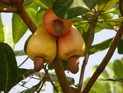 Cashew Nuss Baum