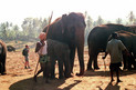 Elefanten Waisenhaus in Pinnawela - Sri Lanka
