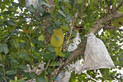 Jackfruchtbaum mit Fruchtschutz