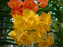 Orchideenfarm Moalboal