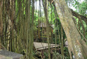 Affenwald in der Nähe von Ubud