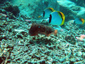 Sepia mit Falterfischen