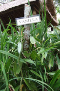 Vanille Pflanze