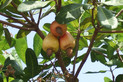 Cashew Nuss Baum