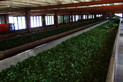 Teefrabrik im Hochland von Sri Lanka