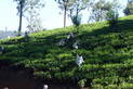 Teefrabrik im Hochland von Sri Lanka