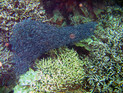 Schwarm junger Korallenwelse
