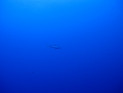 Weisspitzen Hai