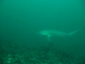Fuchshaie