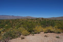 Saguaro Nationalpark