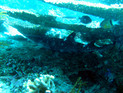 Weißspitzen Riffhai
