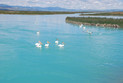 Pelikane am Bear Lake