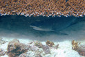 Weißspitzen Riffhai