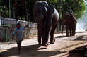 Elefanten Waisenhaus in Pinnawela - Sri Lanka