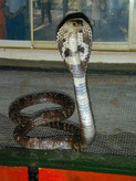 schwarze Cobra